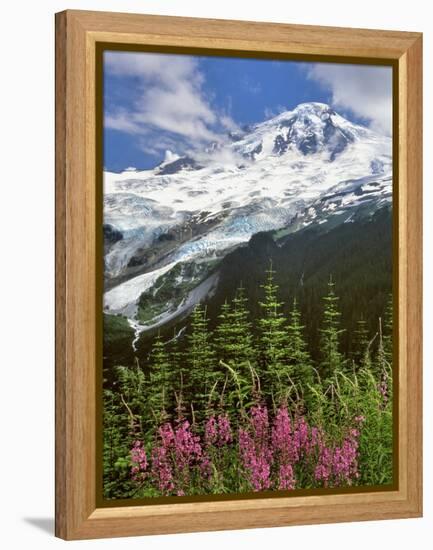 Fireweed Flowers below Mt. Baker-Steve Terrill-Framed Premier Image Canvas