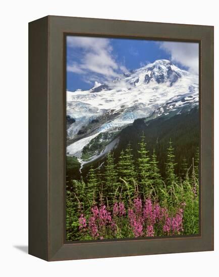 Fireweed Flowers below Mt. Baker-Steve Terrill-Framed Premier Image Canvas