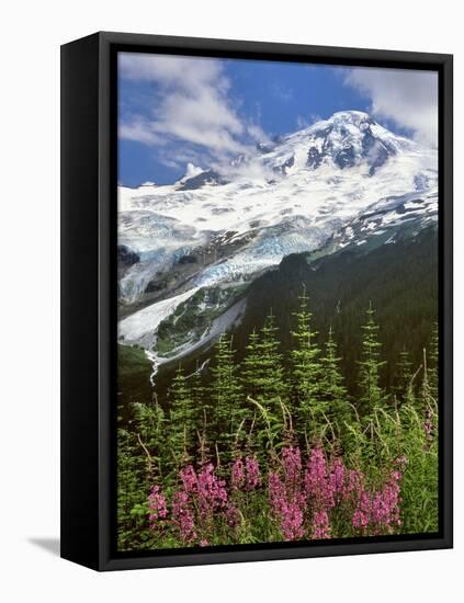 Fireweed Flowers below Mt. Baker-Steve Terrill-Framed Premier Image Canvas