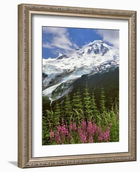 Fireweed Flowers below Mt. Baker-Steve Terrill-Framed Photographic Print