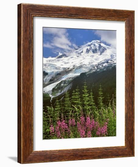 Fireweed Flowers below Mt. Baker-Steve Terrill-Framed Photographic Print