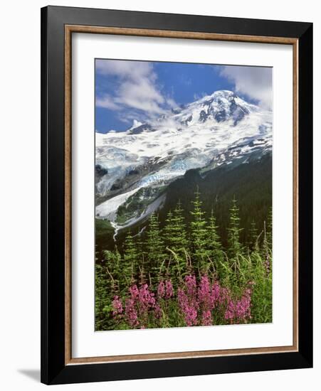 Fireweed Flowers below Mt. Baker-Steve Terrill-Framed Photographic Print