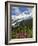 Fireweed Flowers below Mt. Baker-Steve Terrill-Framed Photographic Print