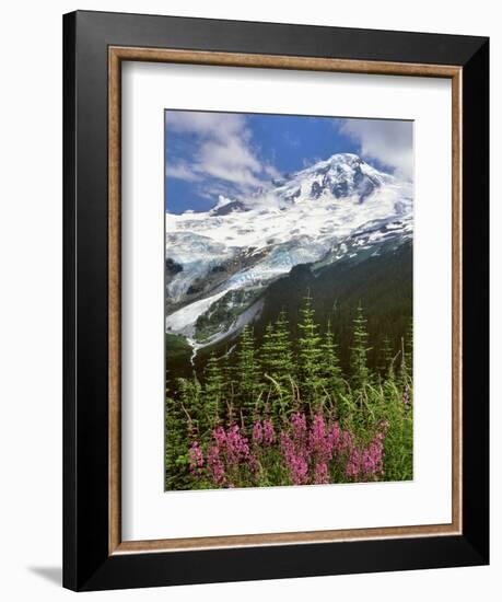 Fireweed Flowers below Mt. Baker-Steve Terrill-Framed Photographic Print