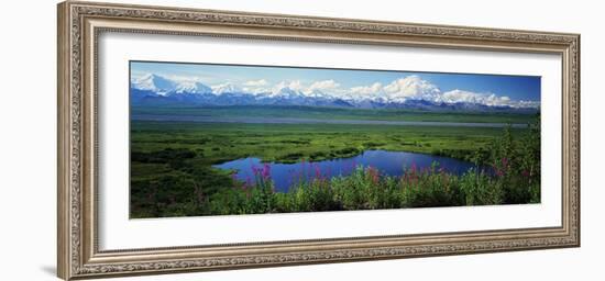 Fireweed Flowers in Bloom by Lake, Denali National Park, Alaska, USA-null-Framed Photographic Print