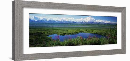 Fireweed Flowers in Bloom by Lake, Denali National Park, Alaska, USA-null-Framed Photographic Print