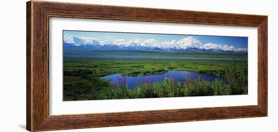 Fireweed Flowers in Bloom by Lake, Denali National Park, Alaska, USA-null-Framed Photographic Print