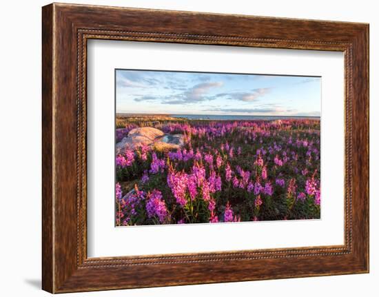 Fireweed, Hudson Bay, Canada-Paul Souders-Framed Photographic Print