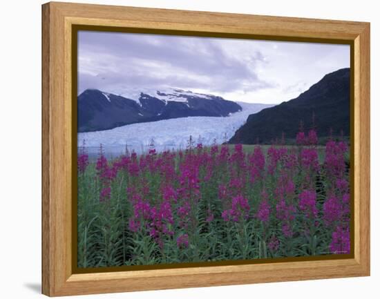 Fireweed in Aialik Glacier, Kenai Fjords National Park, Alaska, USA-Paul Souders-Framed Premier Image Canvas