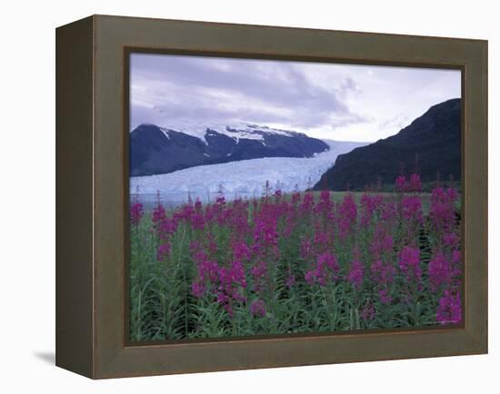 Fireweed in Aialik Glacier, Kenai Fjords National Park, Alaska, USA-Paul Souders-Framed Premier Image Canvas