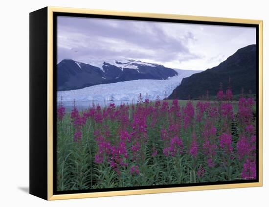 Fireweed in Aialik Glacier, Kenai Fjords National Park, Alaska, USA-Paul Souders-Framed Premier Image Canvas