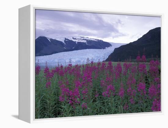 Fireweed in Aialik Glacier, Kenai Fjords National Park, Alaska, USA-Paul Souders-Framed Premier Image Canvas