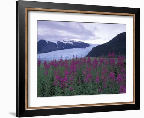 Fireweed in Aialik Glacier, Kenai Fjords National Park, Alaska, USA-Paul Souders-Framed Photographic Print