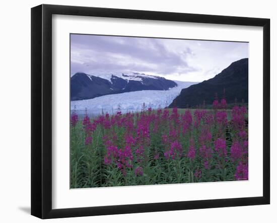 Fireweed in Aialik Glacier, Kenai Fjords National Park, Alaska, USA-Paul Souders-Framed Photographic Print