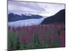 Fireweed in Aialik Glacier, Kenai Fjords National Park, Alaska, USA-Paul Souders-Mounted Photographic Print