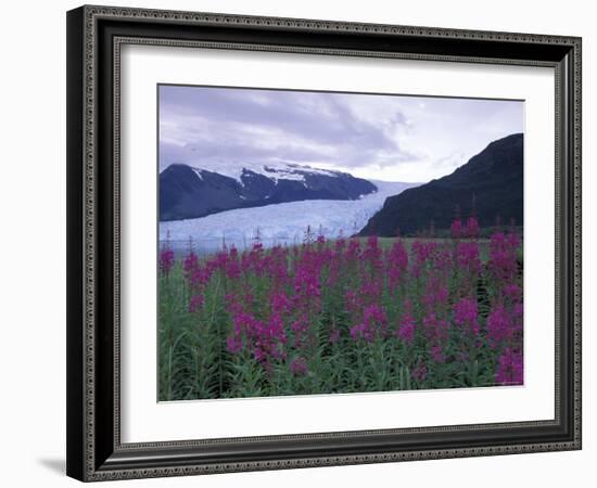 Fireweed in Aialik Glacier, Kenai Fjords National Park, Alaska, USA-Paul Souders-Framed Photographic Print