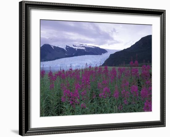 Fireweed in Aialik Glacier, Kenai Fjords National Park, Alaska, USA-Paul Souders-Framed Photographic Print