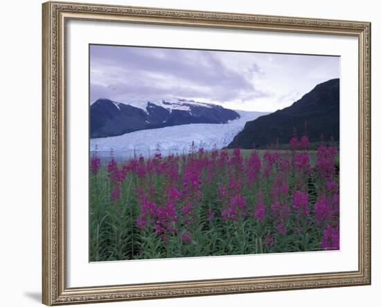 Fireweed in Aialik Glacier, Kenai Fjords National Park, Alaska, USA-Paul Souders-Framed Photographic Print