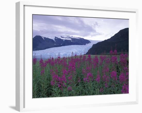 Fireweed in Aialik Glacier, Kenai Fjords National Park, Alaska, USA-Paul Souders-Framed Photographic Print