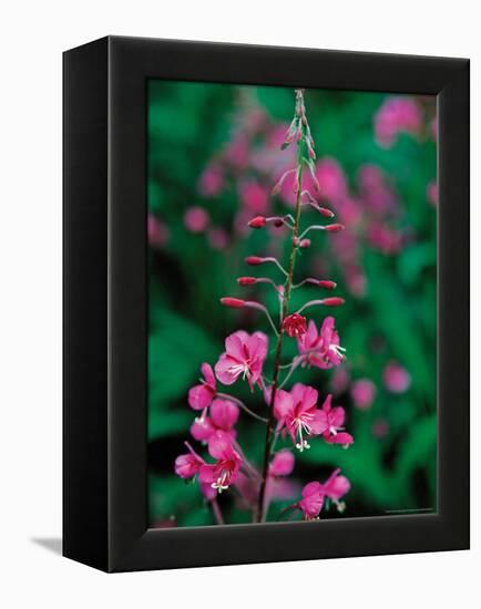 Fireweed in Denalia National Park, Alaska, USA-Dee Ann Pederson-Framed Premier Image Canvas