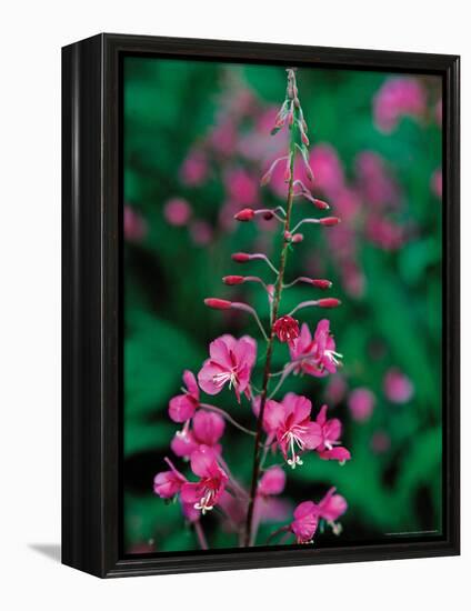 Fireweed in Denalia National Park, Alaska, USA-Dee Ann Pederson-Framed Premier Image Canvas