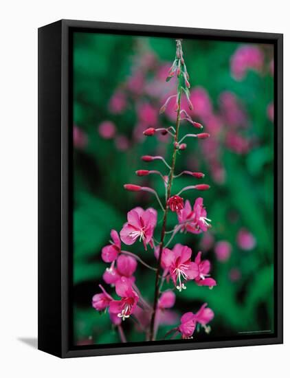 Fireweed in Denalia National Park, Alaska, USA-Dee Ann Pederson-Framed Premier Image Canvas