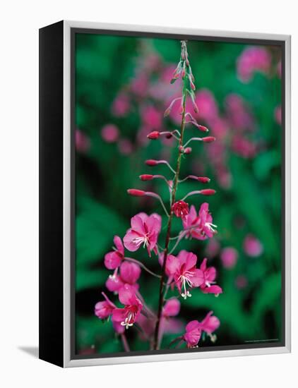 Fireweed in Denalia National Park, Alaska, USA-Dee Ann Pederson-Framed Premier Image Canvas