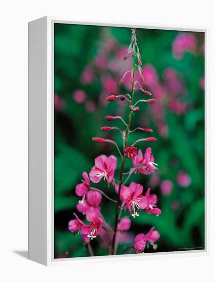 Fireweed in Denalia National Park, Alaska, USA-Dee Ann Pederson-Framed Premier Image Canvas