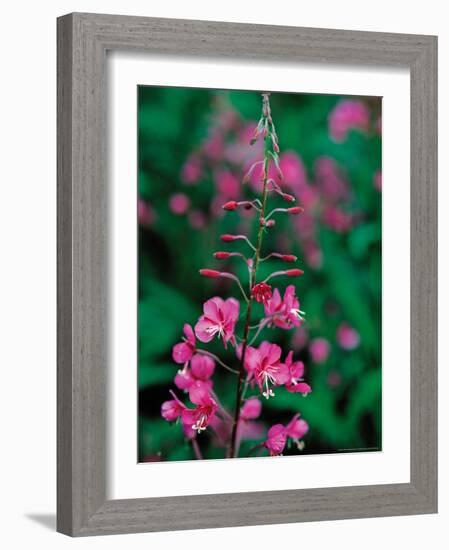 Fireweed in Denalia National Park, Alaska, USA-Dee Ann Pederson-Framed Photographic Print