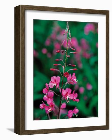 Fireweed in Denalia National Park, Alaska, USA-Dee Ann Pederson-Framed Photographic Print