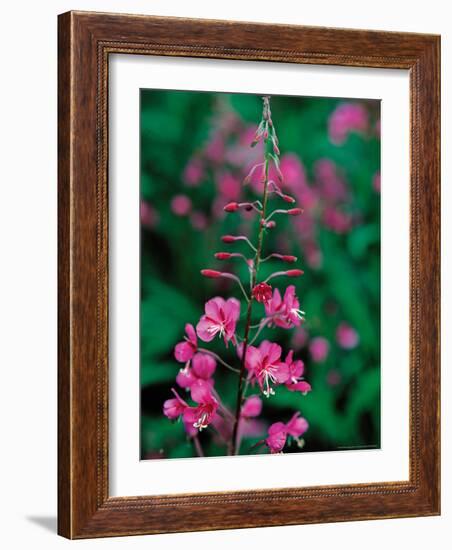 Fireweed in Denalia National Park, Alaska, USA-Dee Ann Pederson-Framed Photographic Print