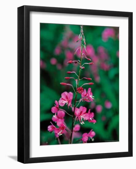 Fireweed in Denalia National Park, Alaska, USA-Dee Ann Pederson-Framed Photographic Print