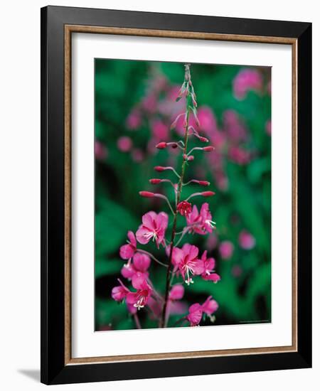 Fireweed in Denalia National Park, Alaska, USA-Dee Ann Pederson-Framed Photographic Print