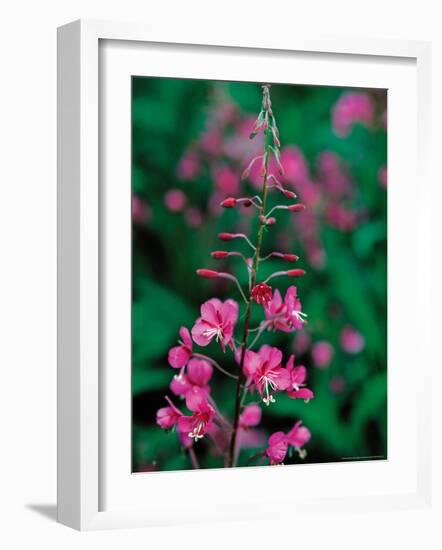 Fireweed in Denalia National Park, Alaska, USA-Dee Ann Pederson-Framed Photographic Print