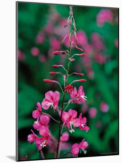 Fireweed in Denalia National Park, Alaska, USA-Dee Ann Pederson-Mounted Photographic Print