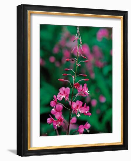 Fireweed in Denalia National Park, Alaska, USA-Dee Ann Pederson-Framed Photographic Print