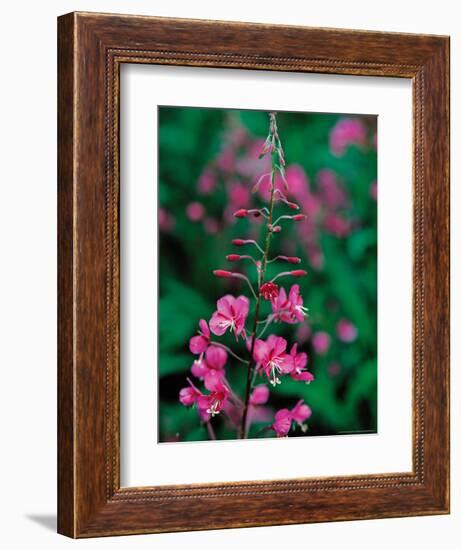 Fireweed in Denalia National Park, Alaska, USA-Dee Ann Pederson-Framed Photographic Print