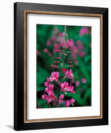 Fireweed in Denalia National Park, Alaska, USA-Dee Ann Pederson-Framed Photographic Print