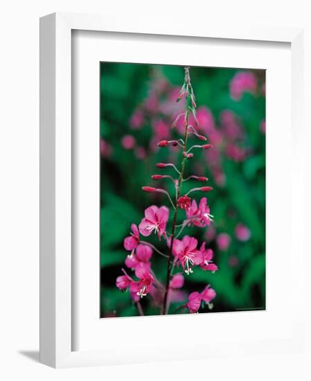 Fireweed in Denalia National Park, Alaska, USA-Dee Ann Pederson-Framed Photographic Print