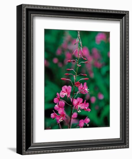 Fireweed in Denalia National Park, Alaska, USA-Dee Ann Pederson-Framed Photographic Print