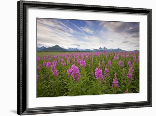 Fireweed in Meadow at Hallo Bay in Katmai National Park-Paul Souders-Framed Photographic Print