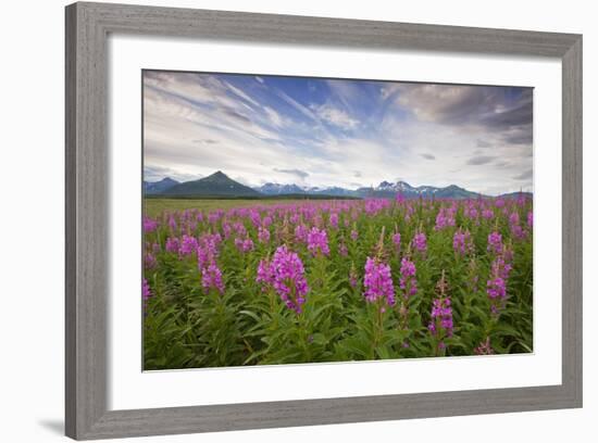 Fireweed in Meadow at Hallo Bay in Katmai National Park-Paul Souders-Framed Photographic Print