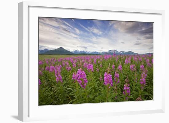 Fireweed in Meadow at Hallo Bay in Katmai National Park-Paul Souders-Framed Photographic Print