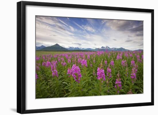 Fireweed in Meadow at Hallo Bay in Katmai National Park-Paul Souders-Framed Photographic Print