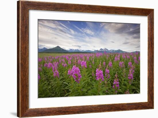 Fireweed in Meadow at Hallo Bay in Katmai National Park-Paul Souders-Framed Photographic Print