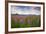 Fireweed in Meadow at Hallo Bay in Katmai National Park-Paul Souders-Framed Photographic Print