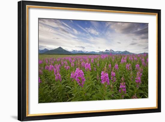 Fireweed in Meadow at Hallo Bay in Katmai National Park-Paul Souders-Framed Photographic Print