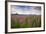 Fireweed in Meadow at Hallo Bay in Katmai National Park-Paul Souders-Framed Photographic Print