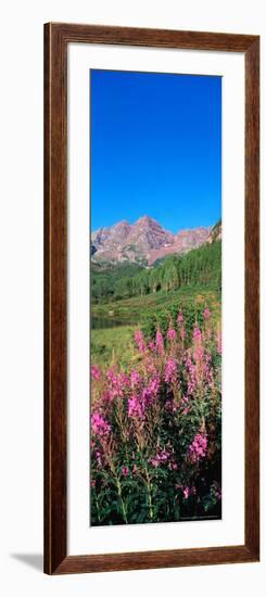 Fireweed in Spring with Maroon Bells, Colorado, USA-Terry Eggers-Framed Photographic Print