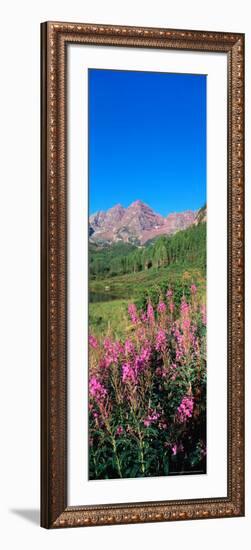 Fireweed in Spring with Maroon Bells, Colorado, USA-Terry Eggers-Framed Photographic Print